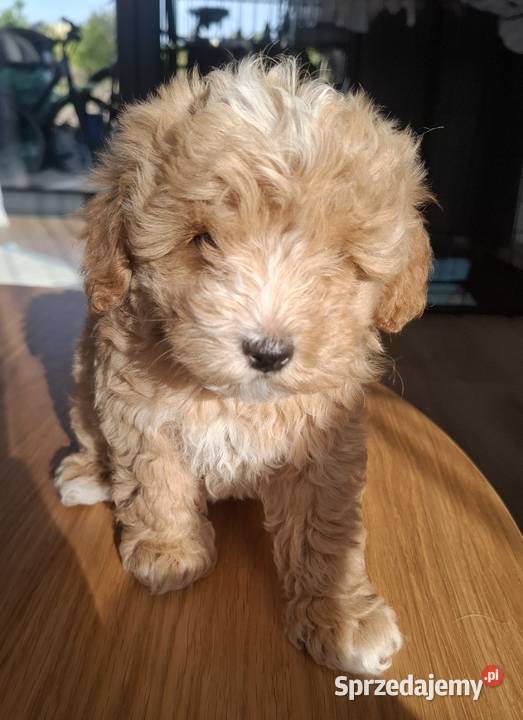 Maltipoo 10tyggotowe do nowego domuinteligencja Łowicz sprzedam