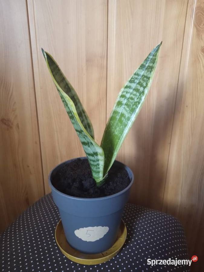 Sansevieria kwiat doniczkowy kwiaty Kielce