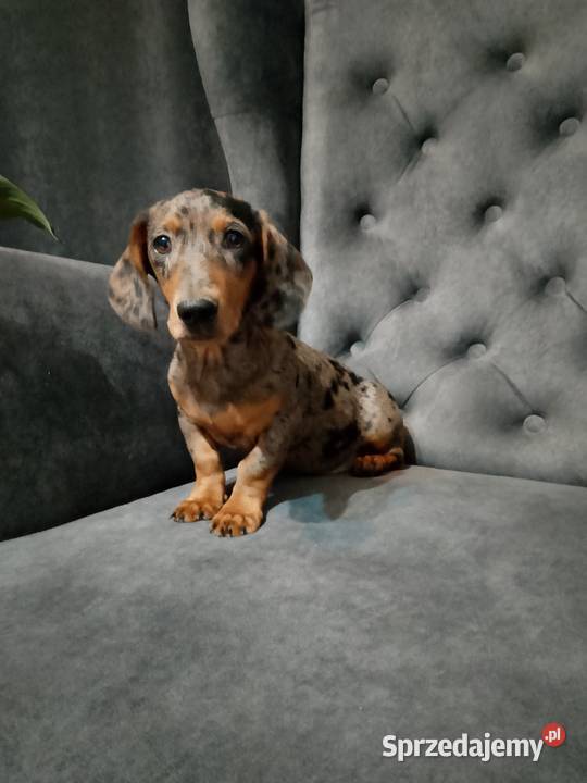 Jamnik merle piesek mazowieckie