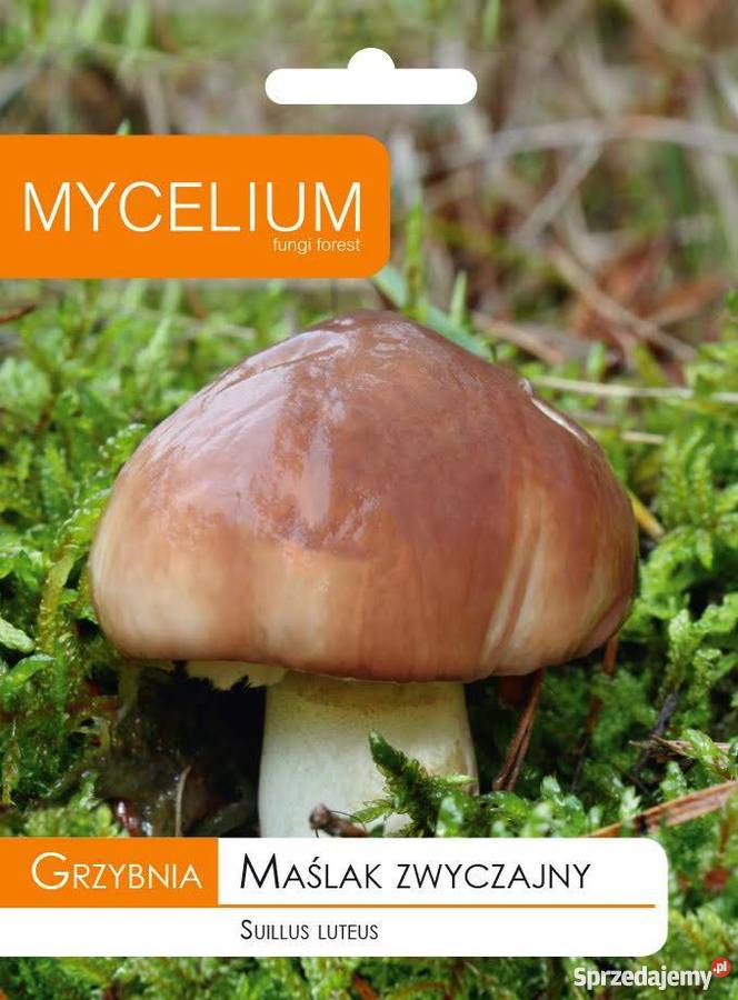 Grzybnia MAŚLAK ZWYCZAJNY 10 g MYCELIUM pomorskie sprzedam