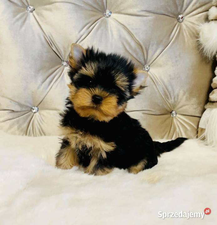 York Piękny Rey Cudeńko wymagających Zwierzęta Wrocław