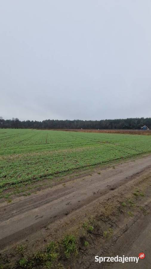 Działki jeziorem Powidzkim wielkopolskie Kosewo