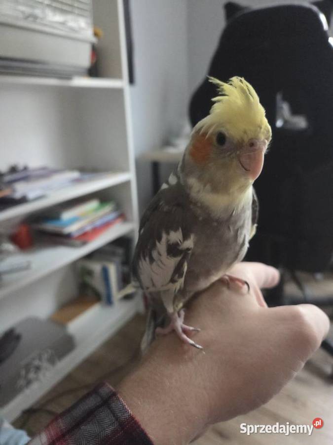 Nimfa samczyk ręcznie wykarmienia z klatką Poznań