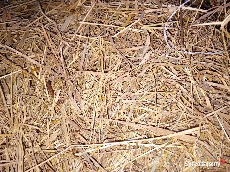 siano zbiór 2025 Rolnictwo Dynów