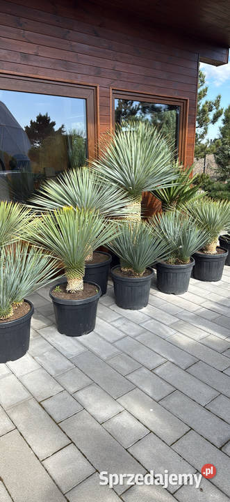 Sprzedam piękne palmy do ogrodu dolnośląskie Wrocław sprzedam
