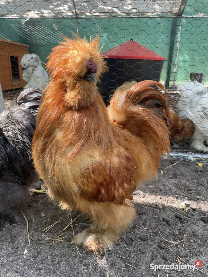 kura jedwabista koguciki silki różne umaszczenia Warszawa sprzedam