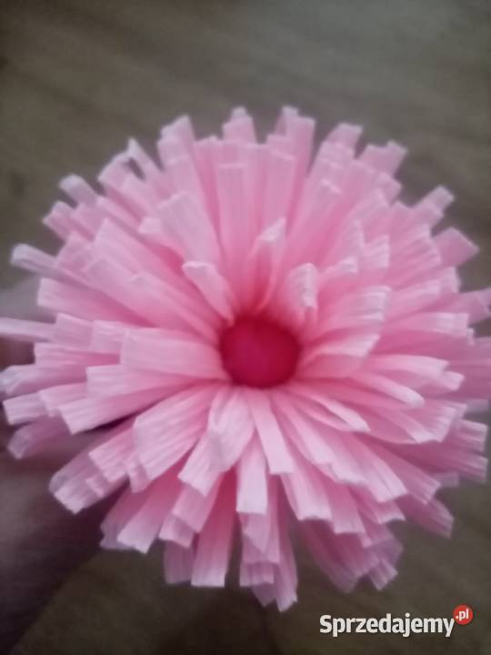 Kwiaty do dużej Palmy Pokrzywnica