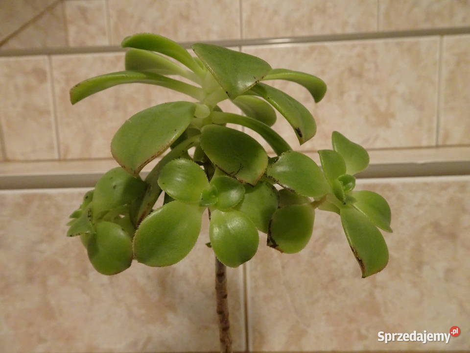 Aeonium Havorthii Kiwi Warszawa sprzedam