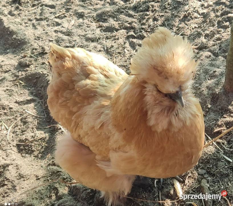 Jaja lęgowe Silek USA Łochów