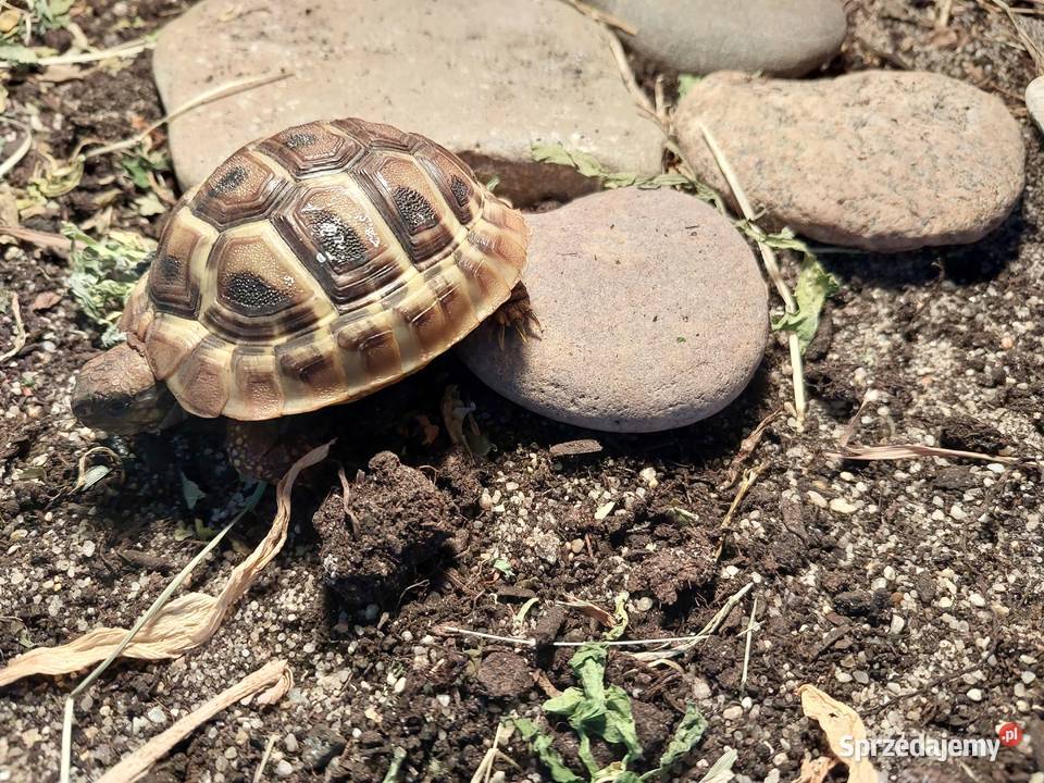 Żółw grecki Reda