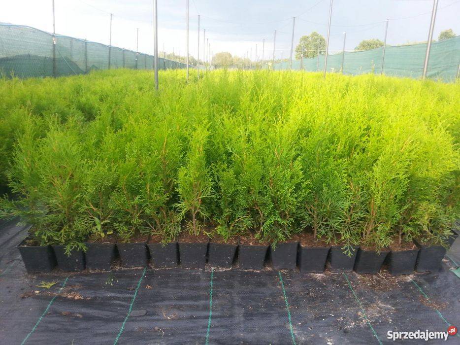 Promocja Tuja Szmaragd 4050 Łuków
