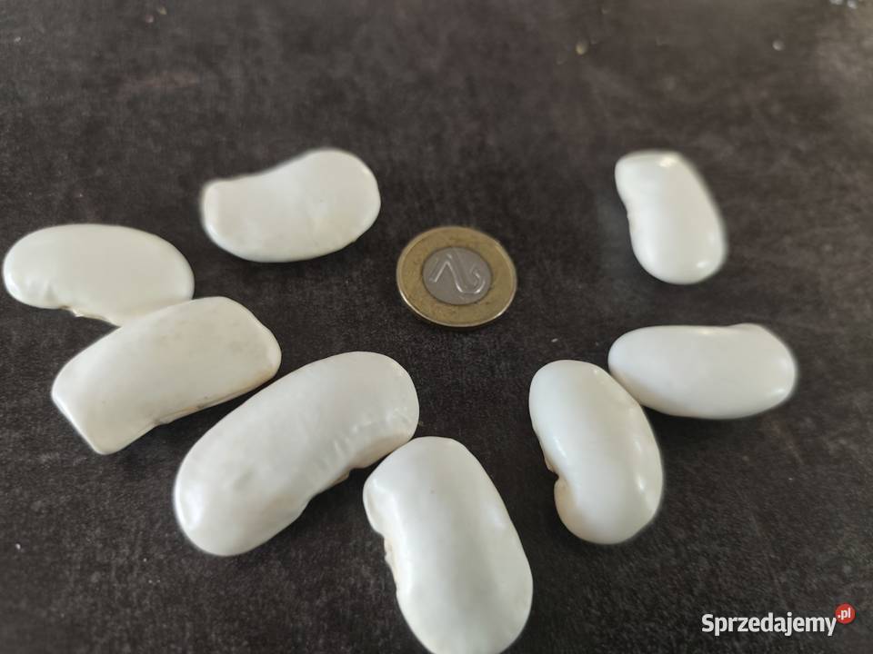 Fasola jaś tyczny ekologiczny świętokrzyskie Sandomierz sprzedam