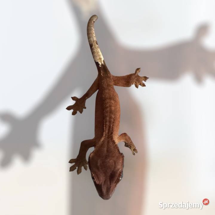 Młody gekon orzęsiony bicolor Jastrzębie-Zdrój