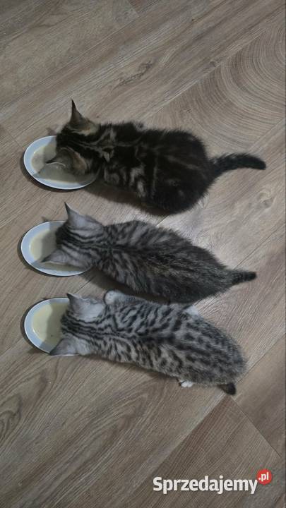 Kotki szkockie dolnośląskie Siechnice