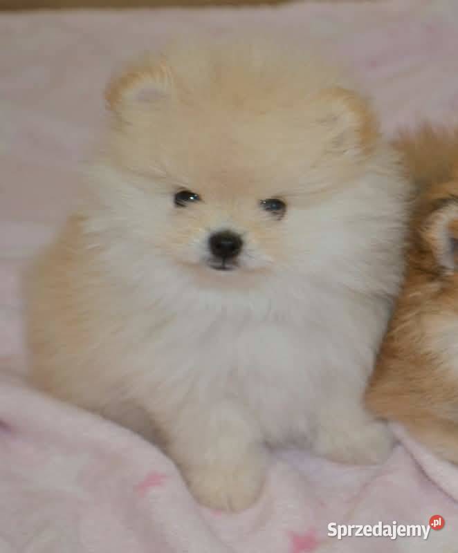 SZPIC MINIATUROWY POMERANIAN PIĘKNE KREMOWE Drogusza