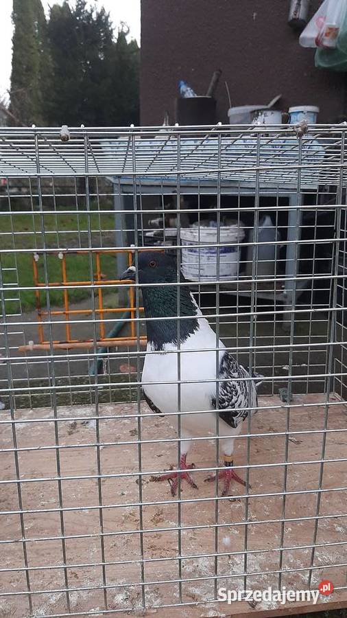 Para strasserów morawskich Zastawie