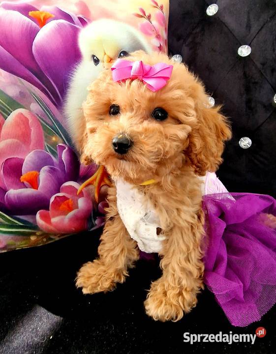 Dziewczynka I chlopiec mini pudelki toy Jasło