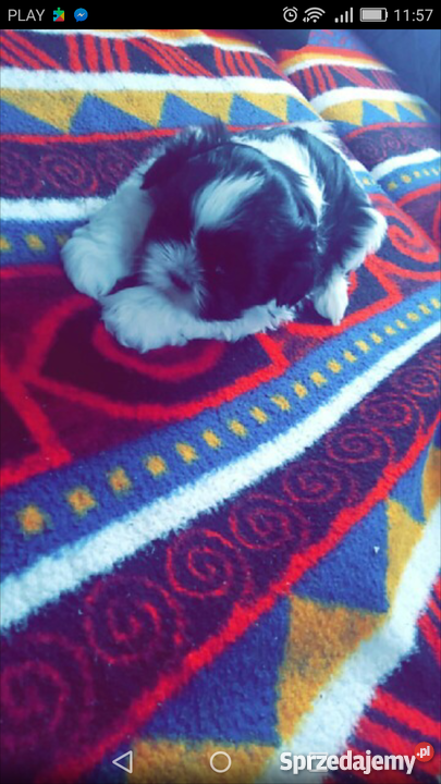 Piesek shihtzu Kłodzko