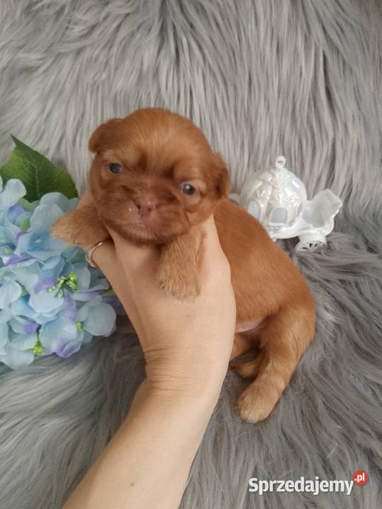 Unikatowy piesek rasy ShihTzu Namysłów