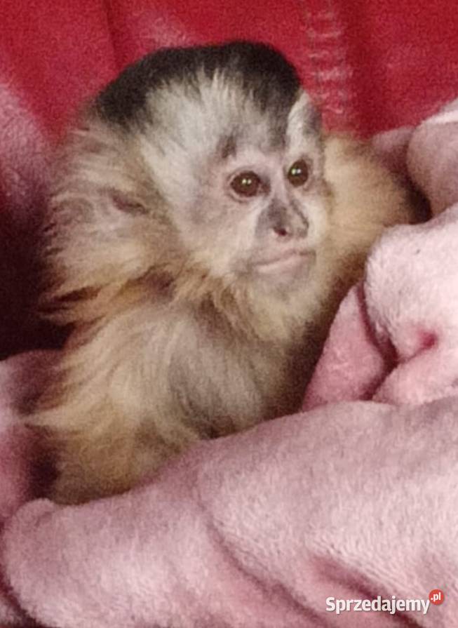 Kapucynki dorosłe śląskie