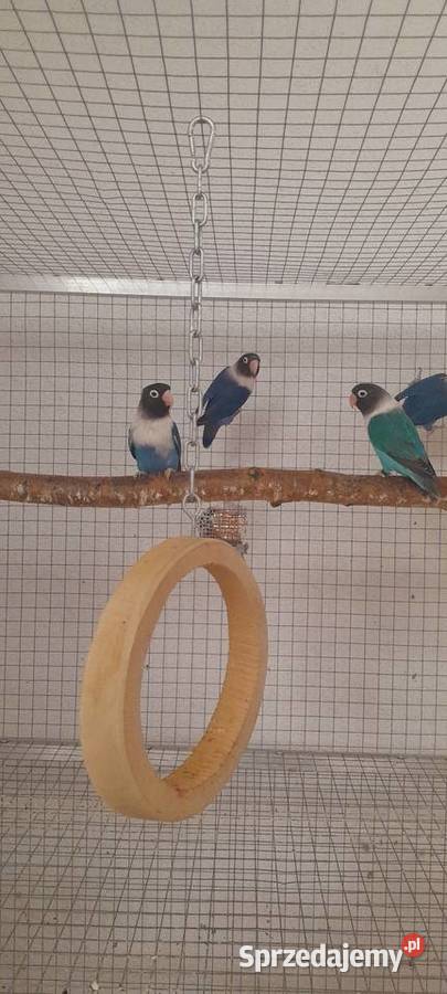 Nierozłączki czarnogłówki Ostrów Wielkopolski