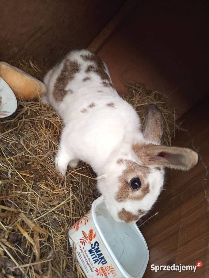 Sprzedam dwie samice zakocone