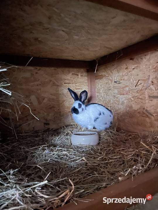 Królik srokacz samiec Żyrowa