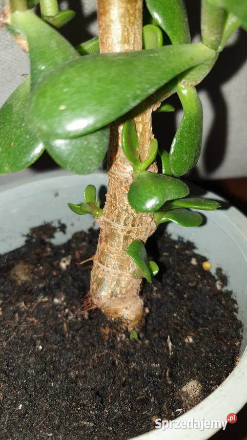 Grubosz crassula drzewko szczęścia 2 mazowieckie Warszawa