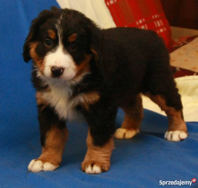 Reproduktor Berneński Pies Pasterski krycie Psy