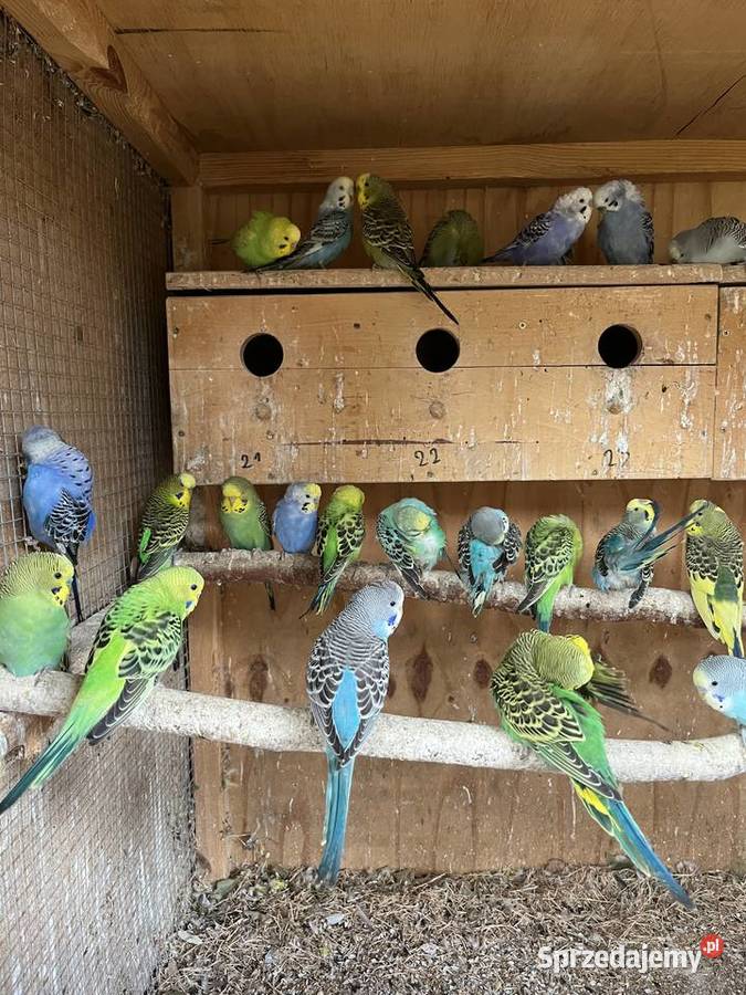 Sprzedam papugi faliste nierozłączki nimfy Kuczki-Kolonia
