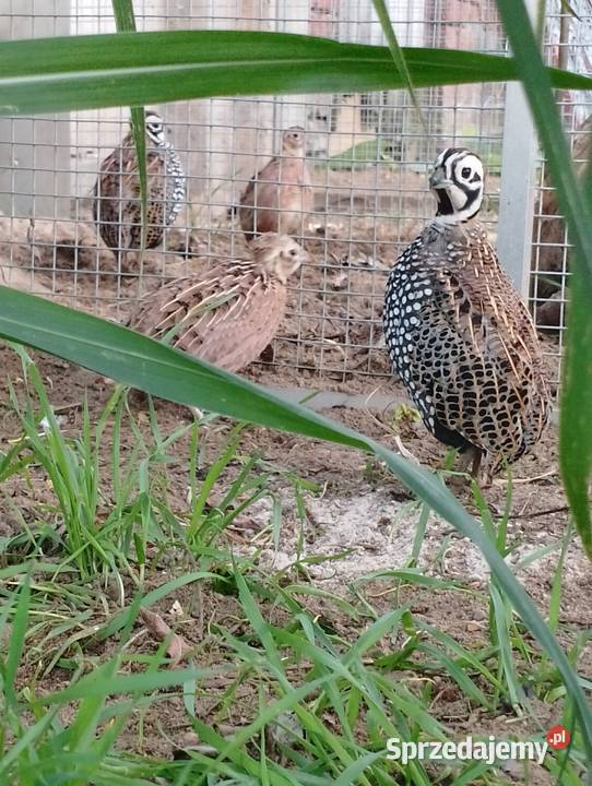 Przepióry perliste Montezuma wielkopolskie sprzedam