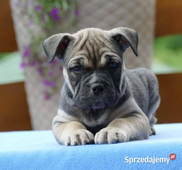 Ca de bou Dog z Majorki Słupia