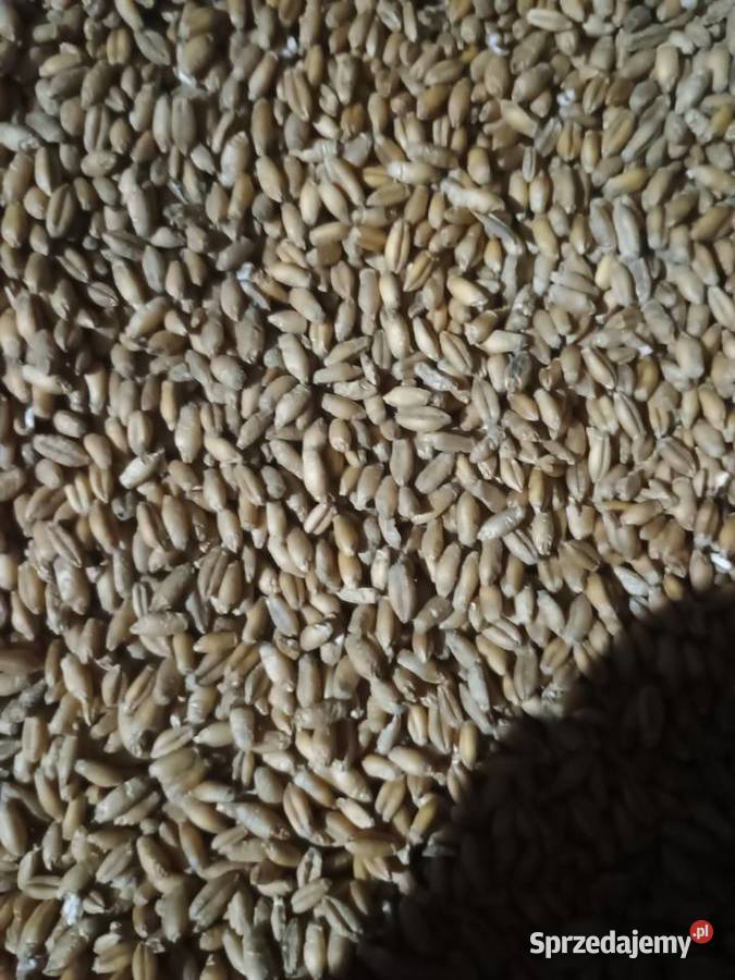 Pszenżyto ozime sprzedam Strzegowa