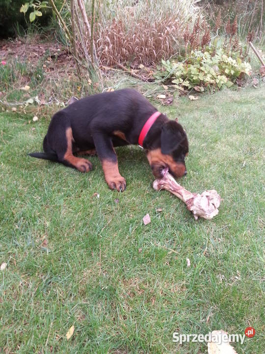 Sprzedam Rottweilera suczkę 3miesięczną Grójec sprzedam