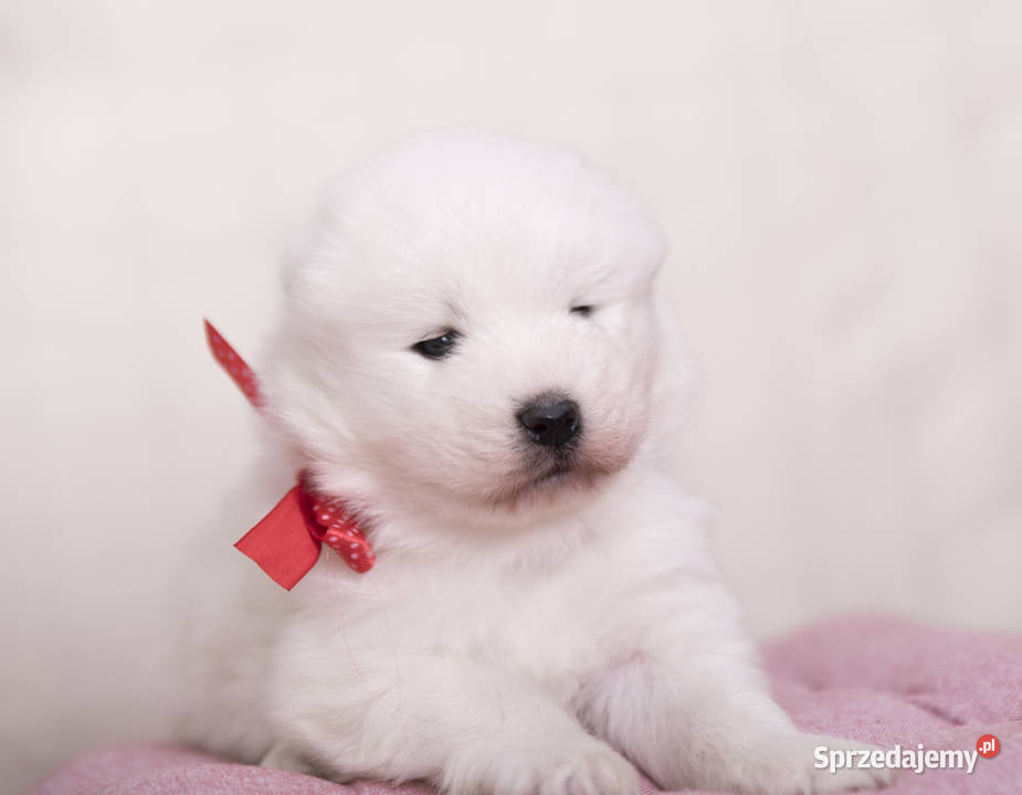 Samoyed Samojed FCI kilkunastoletnie Łódź