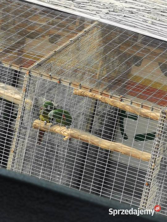 Ara Marakana Ary Marakana 2022r Para Zwierzęta Grodzisk Wielkopolski