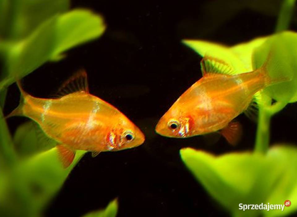 Brzanka sumatrzańska Puntigrus tetrazona ALBINOS pomorskie Gdańsk