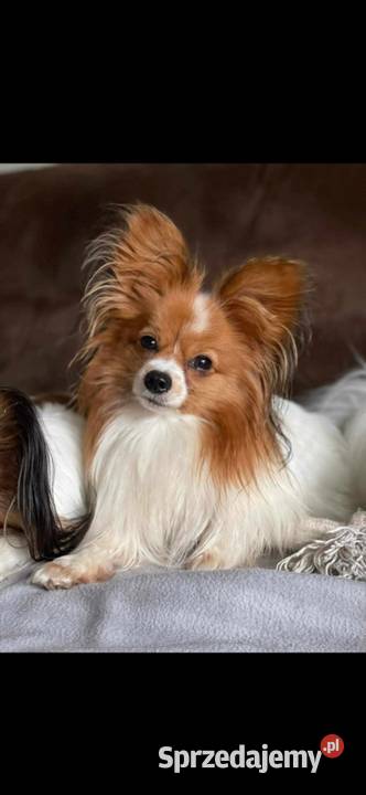 Papillon FCIZKWP Spaniel Kontynentalny