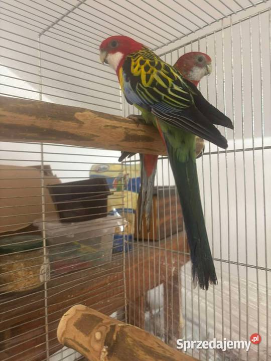 Papugi kolorowe rozele sprzedam