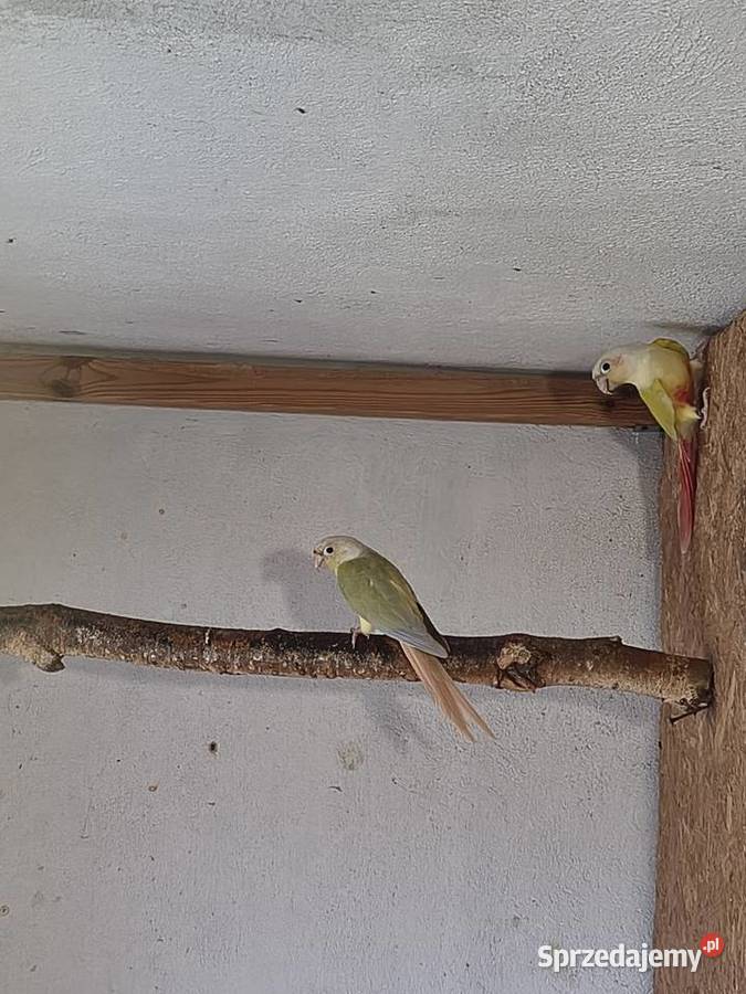 Rudosterki Para Gotowa do lęgów Truskolasy