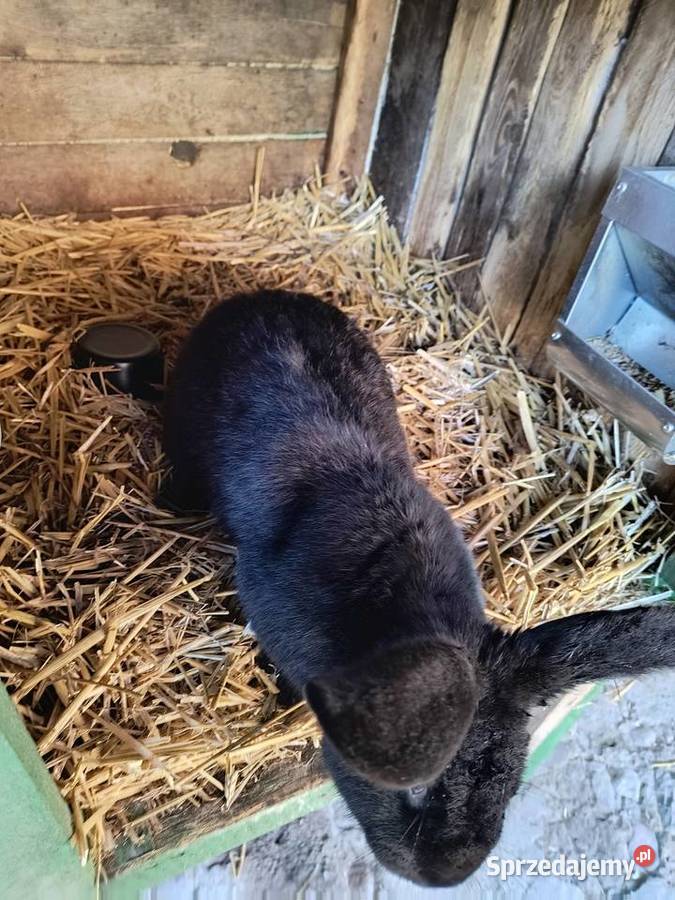 Króliki rasy czarnej 3 samice 1 samiec Króliki lubuskie Smardzewo