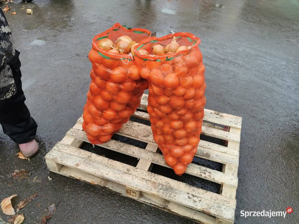 Sprzedam cebulę