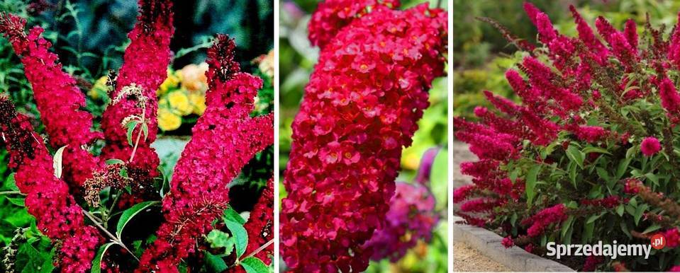 Budleja Dawida Prince Charming Ogród