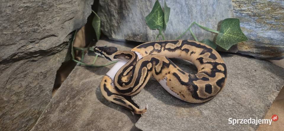 Pyton królewski Piebald Pied Zwierzęta Mazowszany