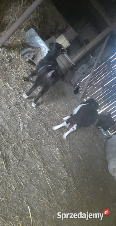 koza Pozostałe Nowe Gajęcice