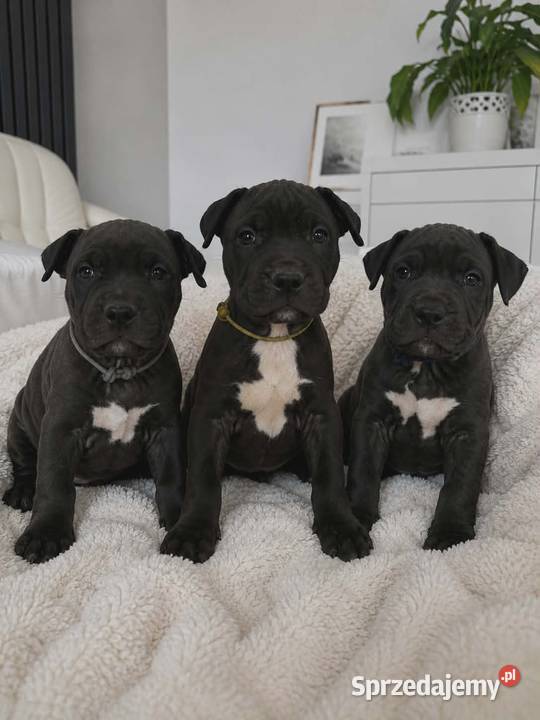 Amstaff blue Opatów sprzedam