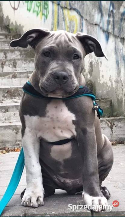 Facebook Blu raj hodowla Amstaff Instagram Dęblin
