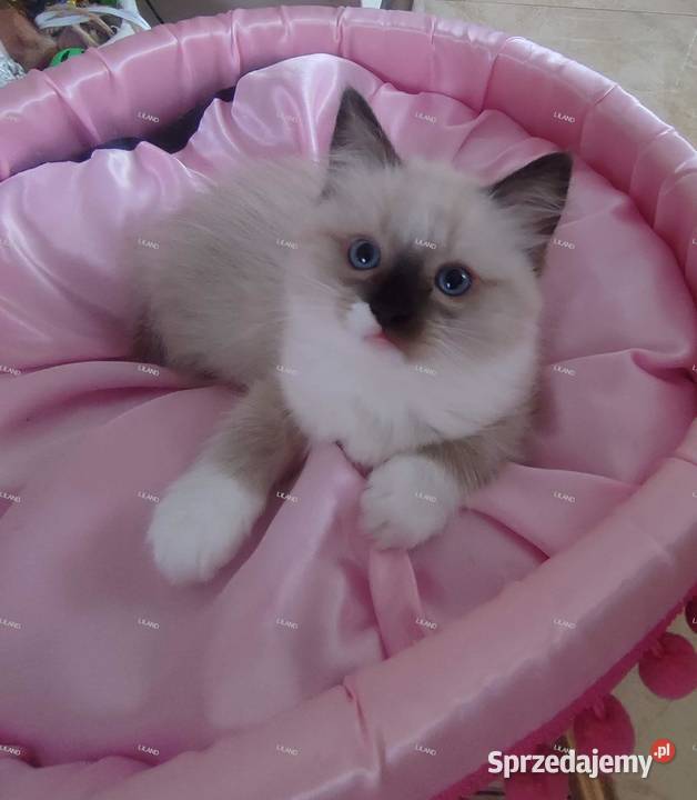 Koteczka Ragdoll na listopad spokojna Rodowód Ragdoll Konopiska