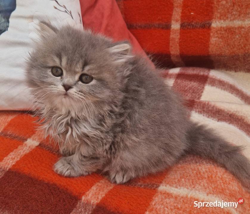 Brytyjskie kotka dlugowlosa niebieska Szamotuły