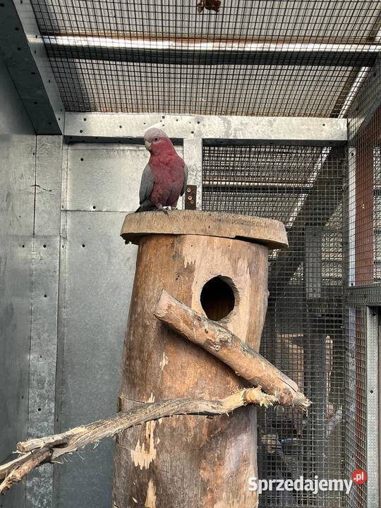 Samiec Kakadu rozowe śląskie sprzedam